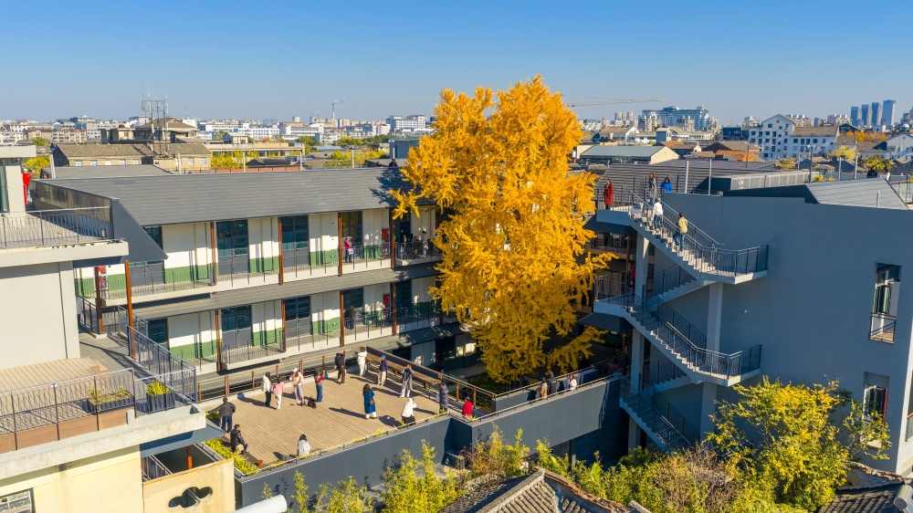 扬建故事丨扬州市苏唱街1号焕新记:254岁古银杏下的匠心攻坚 扬建故事丨扬州市苏唱街1号焕新记:254岁古银杏下的匠心攻坚